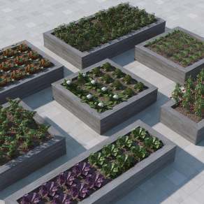 花菜3D模型下载